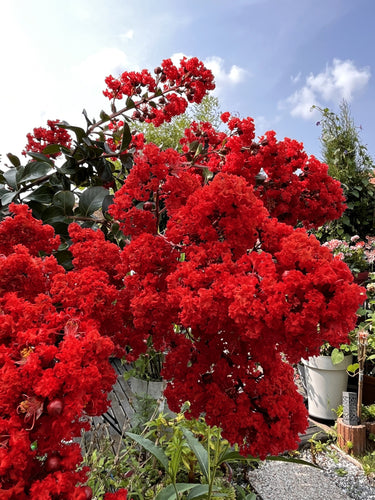 35 RED CREPE MYRTLE Lagerstroemia Indica Flowering Shrub Bush Small Tree Seeds